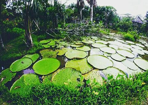 Appartamento Flor De La Selva Puerto Nariño Esterno foto